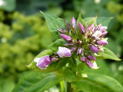 2015-07-16 Phlox 'Mother of Pearl.jpg