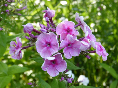 2015-07-16 Phlox 'Tüpfelchen'.jpg