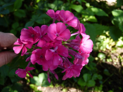 2015-07-16 Phlox Sämling Winnetou.jpg
