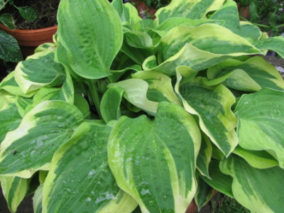 hosta_Blumenladen_1.jpg