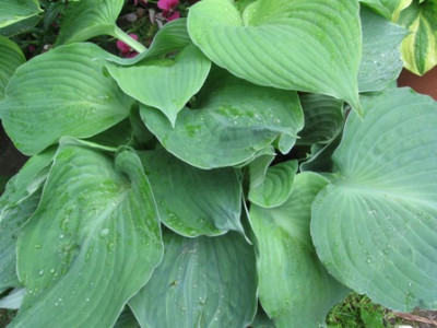 Hosta_Blumenladen_2.jpg
