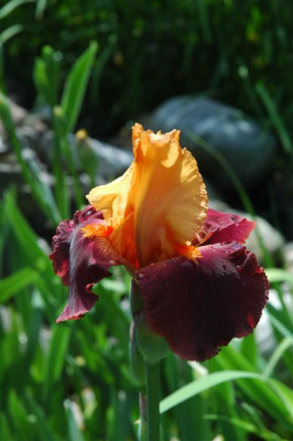 2006H526_Large.JPG