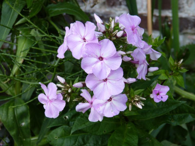 2015-07-16 Phlox 'Nachodka' 2.jpg