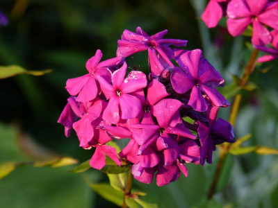2015-07-16 Phlox 'Düsterlohe'.jpg