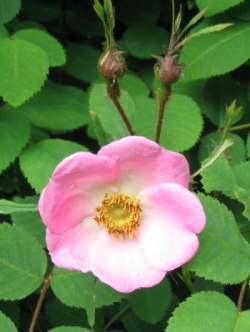 Unbekannte_Rose.jpg