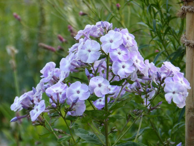 2015-07-16 Phlox 'Katherine'.jpg