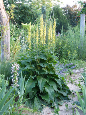 2015-07-16 Verbascum 1.jpg