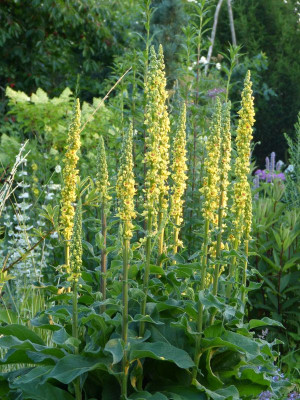 2015-07-16 Verbascum 2.jpg