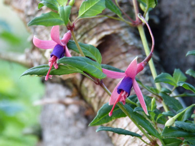 2015-07-16 Fuchsia m. 'Logan Woods'.jpg