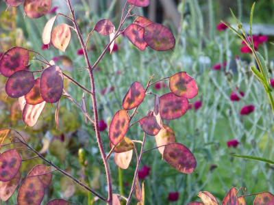 2015-07-16 Lunaria annua.jpg
