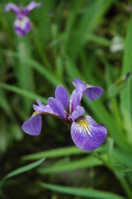 2006H494_Large.JPG