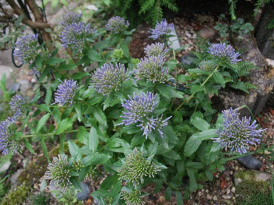 Trachelium jacquini ssp. rumelianum  ...  16.7.15 002.jpg