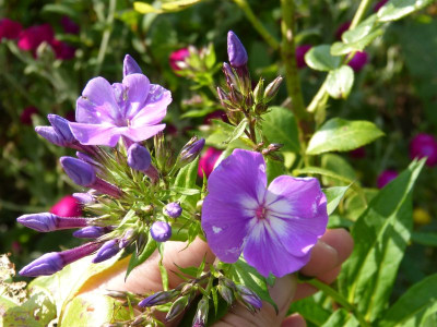 2015-07-16 Phlox 'Fiosin'.jpg