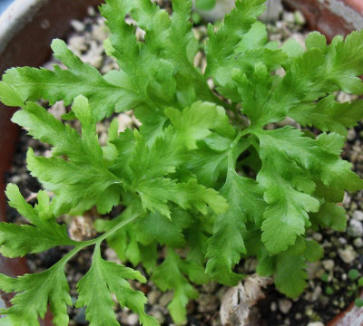 Lygodium japonicum  ...  16.7.15 008.jpg