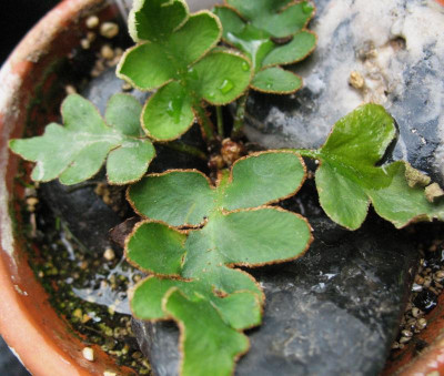 Ceterach aureum  ...  16.7.15 020.jpg