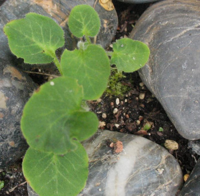 Omphalogramma  delavayi  ...  16.7.15 017.jpg