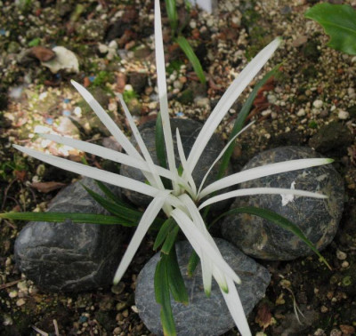 Liriope muscari 'Okina' ...   16.7.15 015.jpg