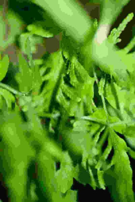 Lygodium japonicum.jpg