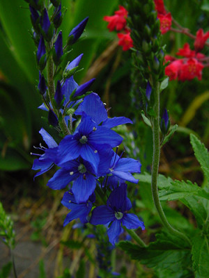 Veronica_teucrium_knallblau.jpg