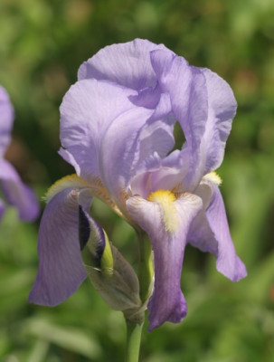 iris_lilablassblau_3365.jpg