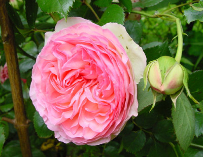 rose_eden_mai_04.jpg
