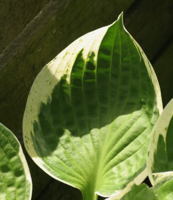hosta_independence_3373.jpg