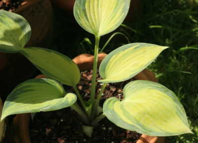 hosta_june_3374.jpg