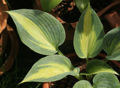 hosta_touch_of_class_3375.jpg