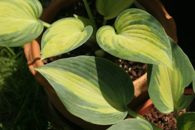 hosta_june_und_touch_of_class_3378.jpg