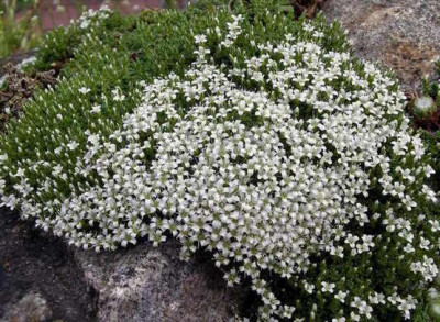Arenaria_tetraquetra_2006-05-21.JPG