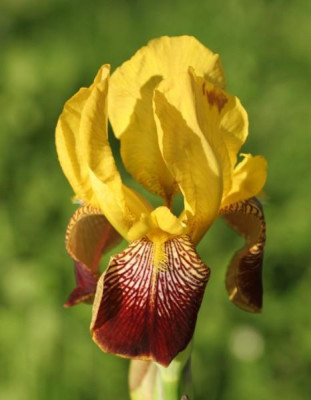 iris_dottergelb___1907.jpg