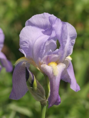 iris_lilablassblau__3365.jpg