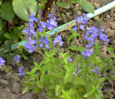veronica_austriaca_ssp_teucrium.jpg