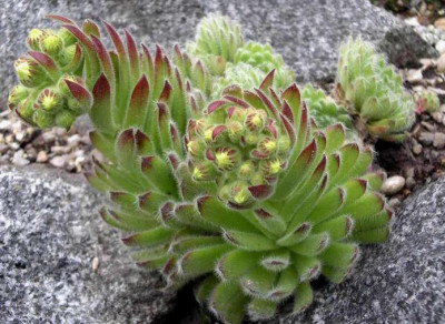 Sempervivum_ciliosum_var._borisii_2006-05-21.JPG
