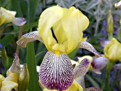 Iris_gelb_violett2.jpg