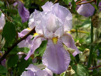 Iris_U05a.jpg