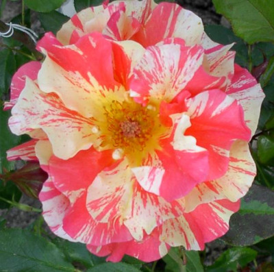 2004053101_fruite_80p.jpg