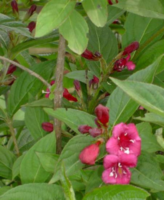 20040531_weigelia_bristruby.jpg