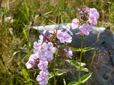 2015-07-16 Phlox 'Picasso' 2.jpg