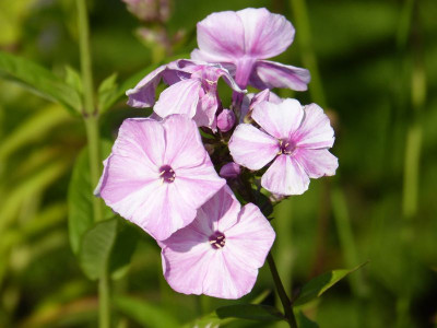 2015-07-16 Phlox 'Picasso' 1.jpg