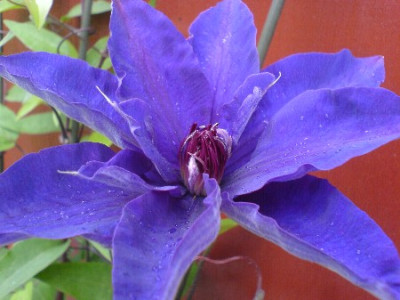 clematis_verkleinert.JPG
