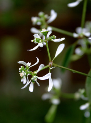 Euphorbia1.jpg