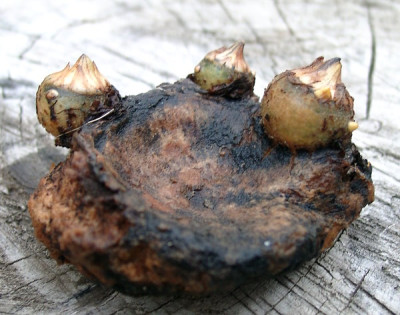 05230009_eArisaema_griffithii_regeneriert.JPG