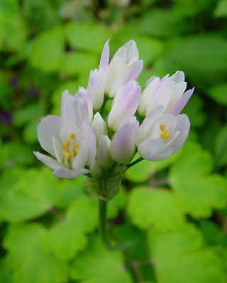 Allium_roseum_26.jpg