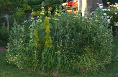 Artemisia_Oriental_Lime_1_2005.jpg