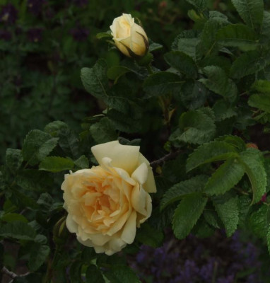 20060523_r_rugosa_agnes.jpg