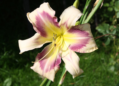 hem15_7-berleyer donna elvira.jpg