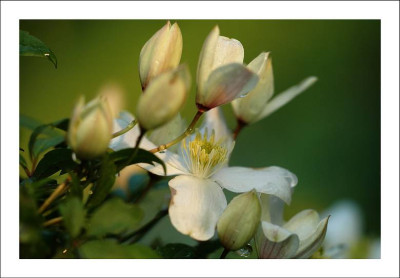 Clematis_1_23-05-2006.jpg