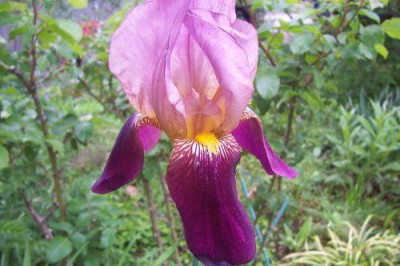 000_0971_Baumarktiris_rosa_und_weinrot1.jpg