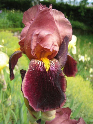 Iris_barbarta_eliator_Louvious_050516.jpg